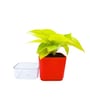 Golden Natural Money Plant With Red self watering Pot