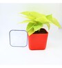 Golden Natural Money Plant With Red self watering Pot