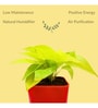 Golden Natural Money Plant With Red self watering Pot