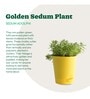 Golden Sedum Natural Plant In Yellow Self Watering Pot