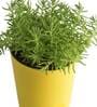 Golden Sedum Natural Plant In Yellow Self Watering Pot