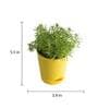 Golden Sedum Natural Plant In Yellow Self Watering Pot