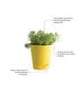 Golden Sedum Natural Plant In Yellow Self Watering Pot