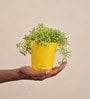 Golden Sedum Natural Plant In Yellow Self Watering Pot
