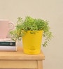 Golden Sedum Natural Plant In Yellow Self Watering Pot