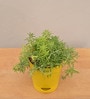 Golden Sedum Natural Plant In Yellow Self Watering Pot