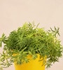 Golden Sedum Natural Plant In Yellow Self Watering Pot