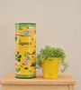 Golden Sedum Natural Plant In Yellow Self Watering Pot