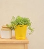 Golden Sedum Natural Plant In Yellow Self Watering Pot