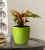Good Luck Air Purifying Pink Syngonium Plant in Green Pear Ceramic Pot