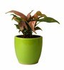 Good Luck Air Purifying Pink Syngonium Plant in Green Pear Ceramic Pot