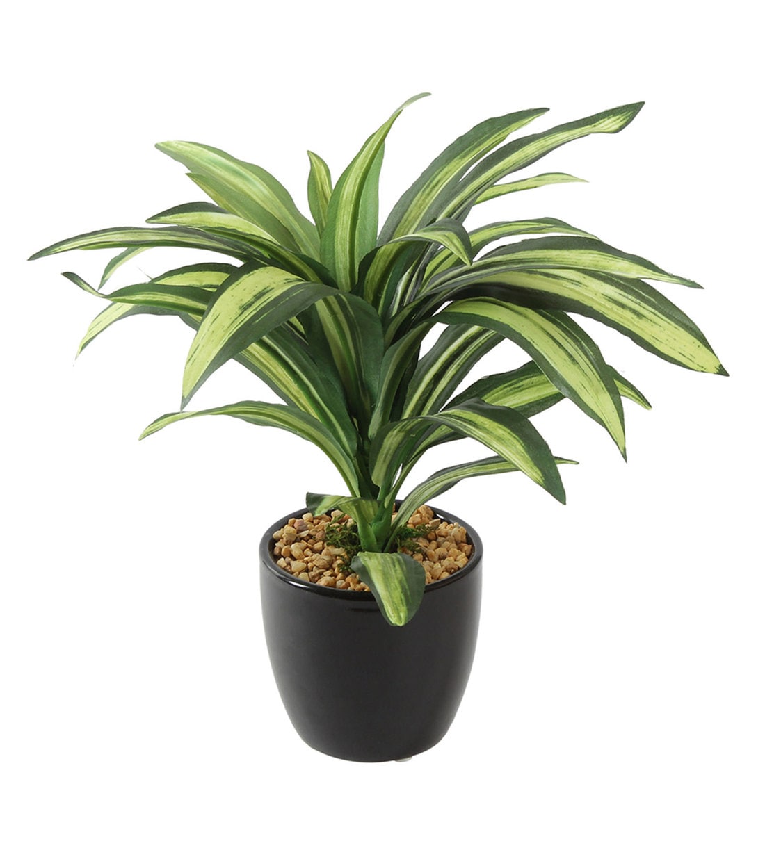 Buy Fibre Green Tall Natural Looking Dracaena Bonsai with Ceramic Pot