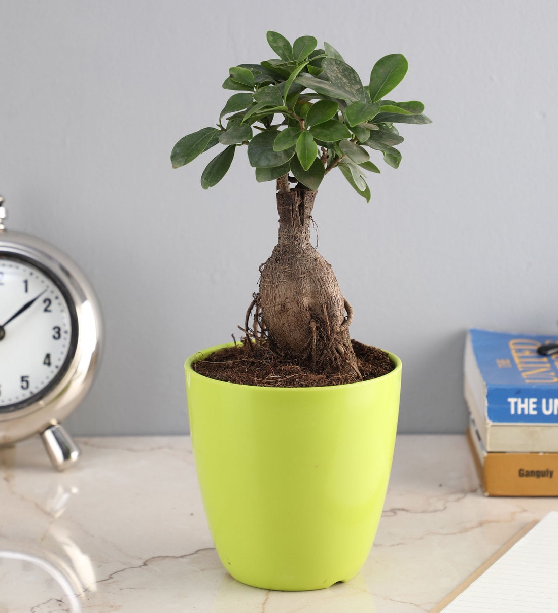 Buy Green Pastic Pot Ficus Ginseng Bonsai Natural Plant by Ferns N