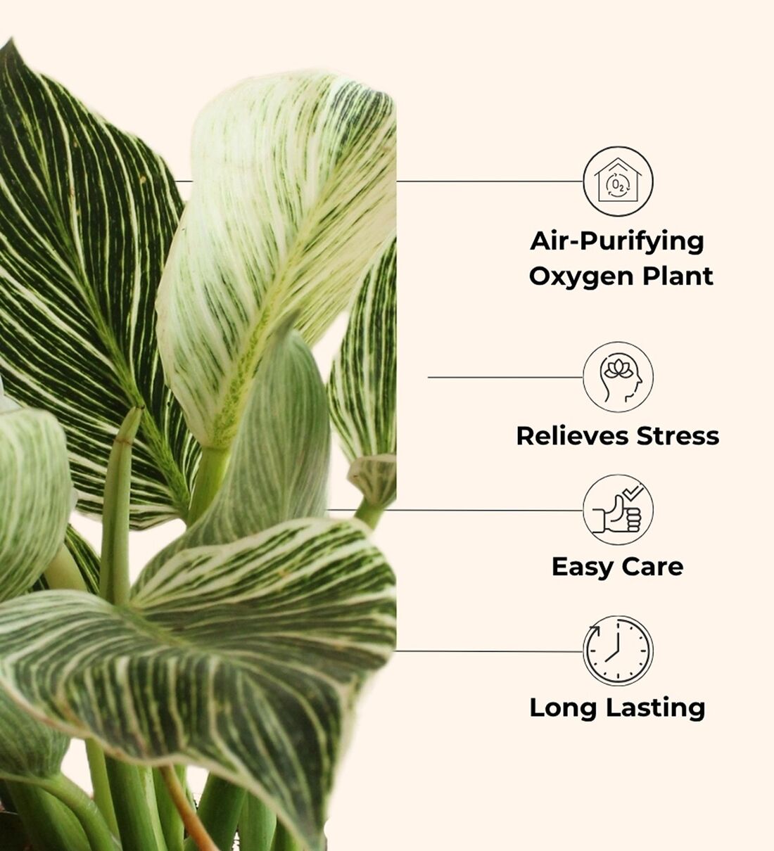 Buy Njoy Money Plant & Philodendron Plant in Eco Pot at 29% OFF by Greenkin  | Pepperfry