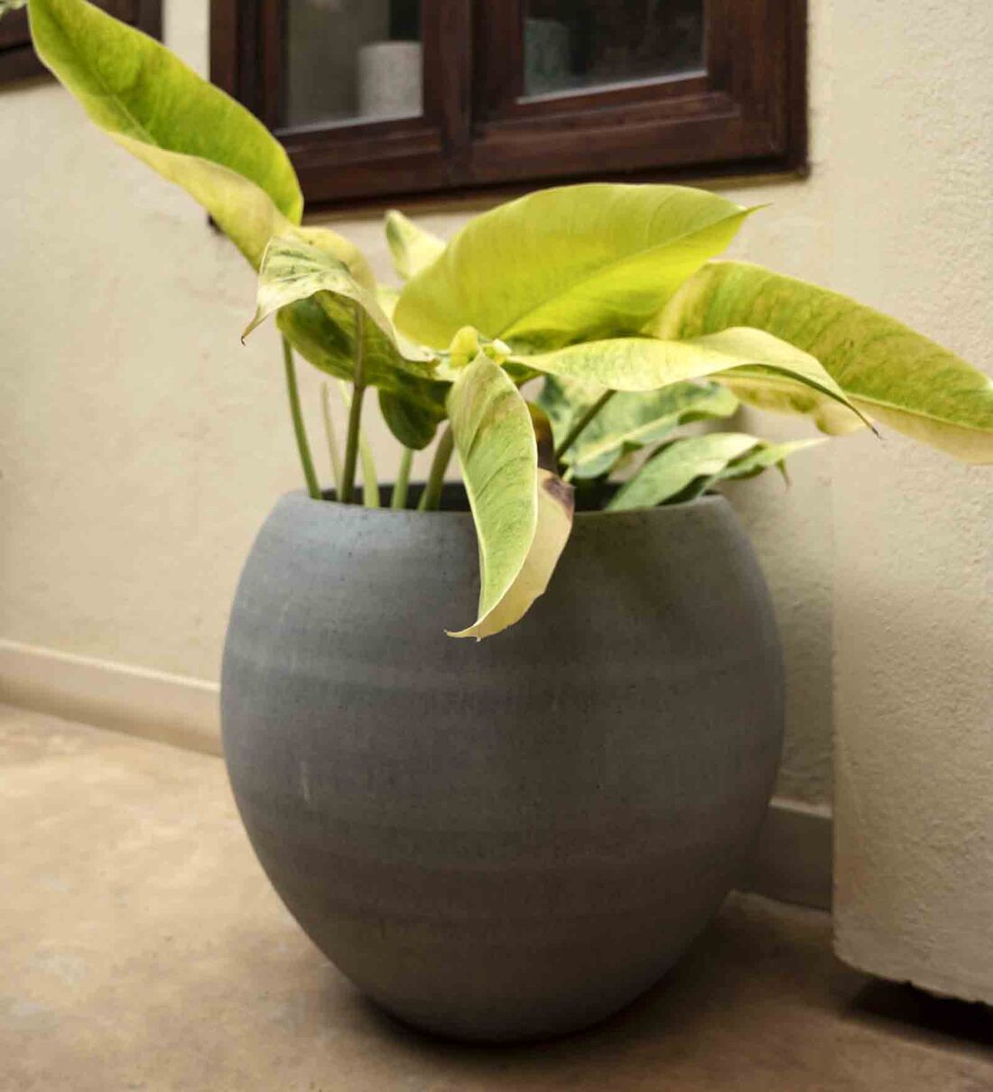 Buy Grey Concrete Grey Giant Large Floor Planter By Curiocasa by