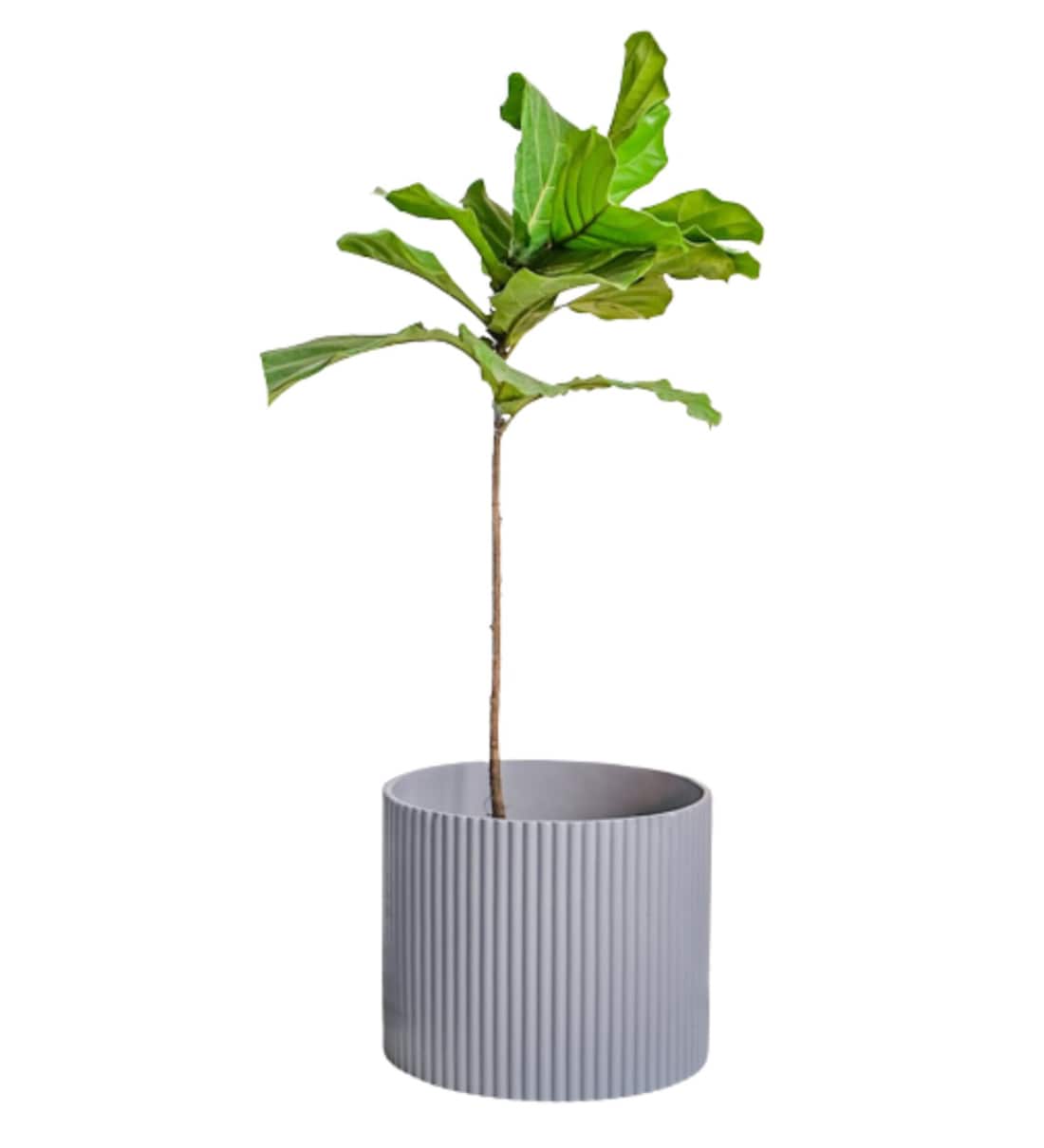 Buy Grey Large Midori Planter By Ripples Home Online Big Planters