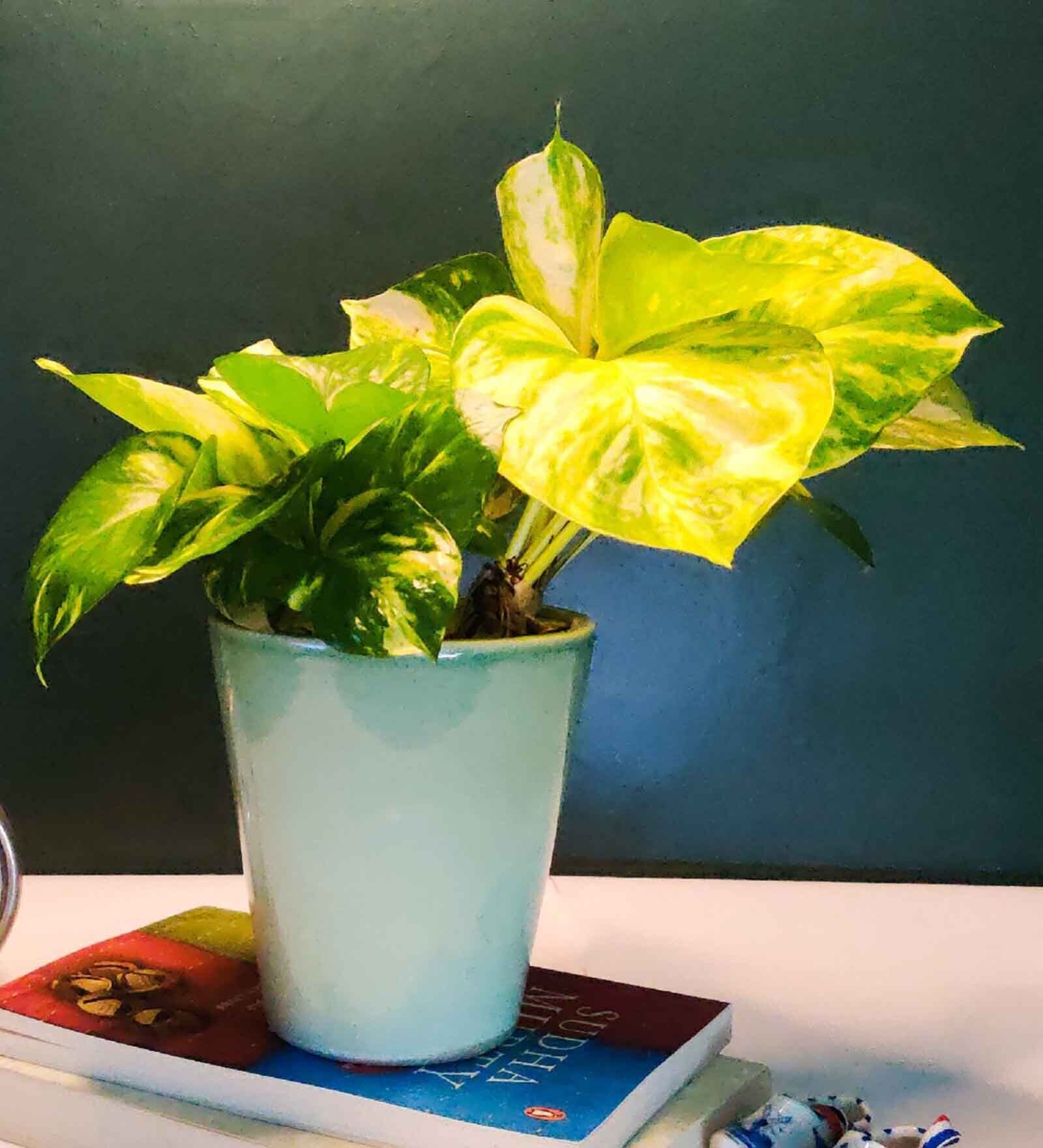 Green Ceramic Gaucamole Planter