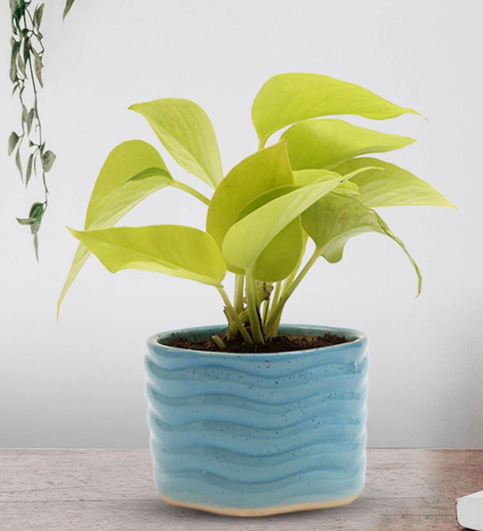 Green Money Natural Plant In Blue Ceramic Pot,