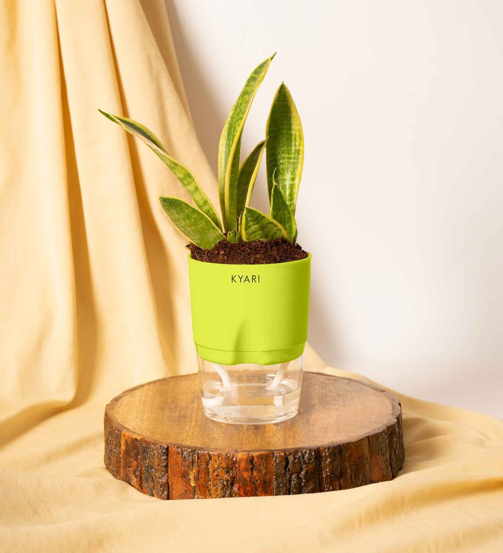 Sansevieria Futura Superba Snake Natural Plant With Green Pot