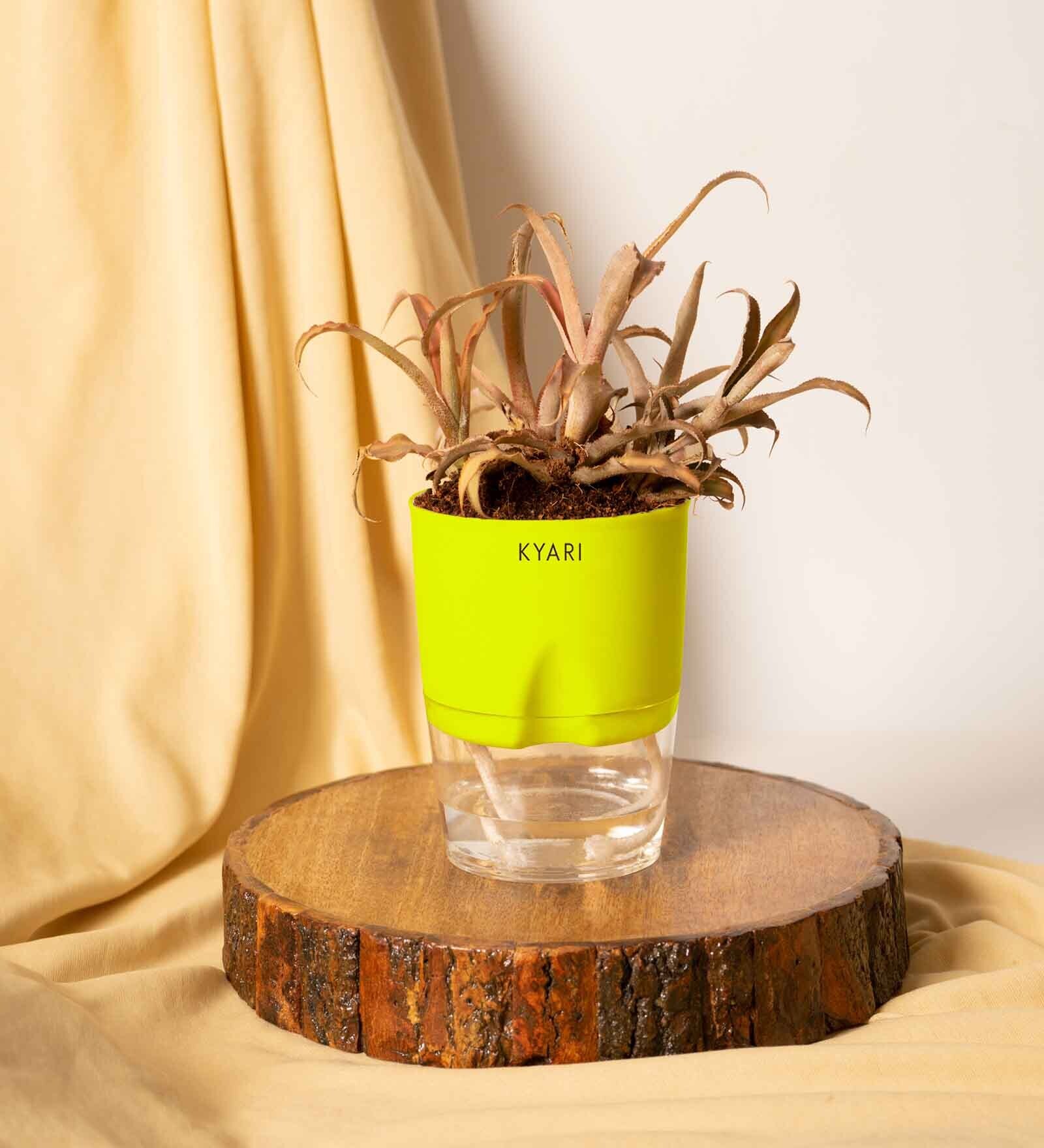 Buy Crytanthus Natural Plant With Green Pot by Kyari at 53% OFF by ...