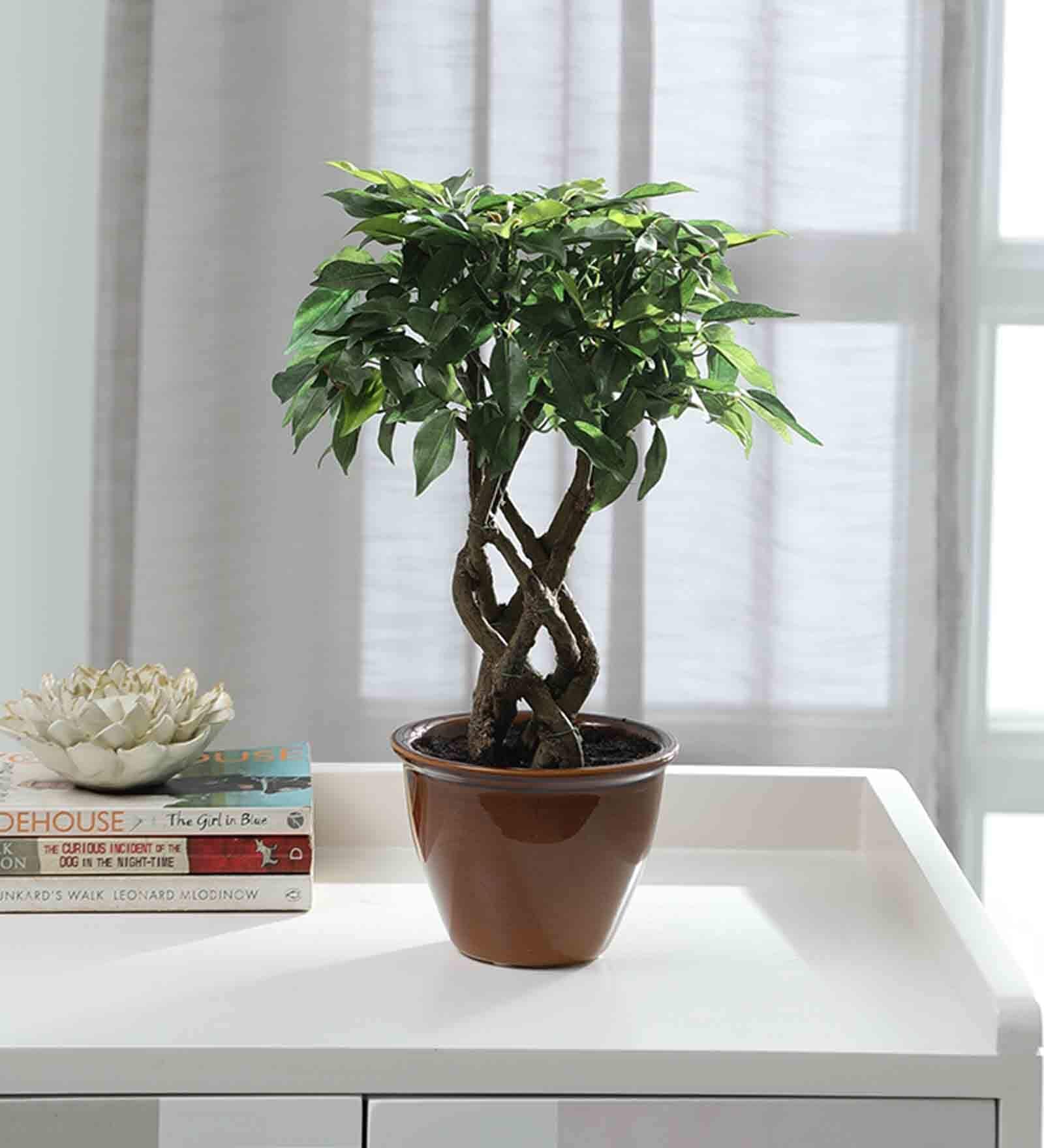 Plastic Alys Green Bonsai Artifical With Pot Artificial Plant
