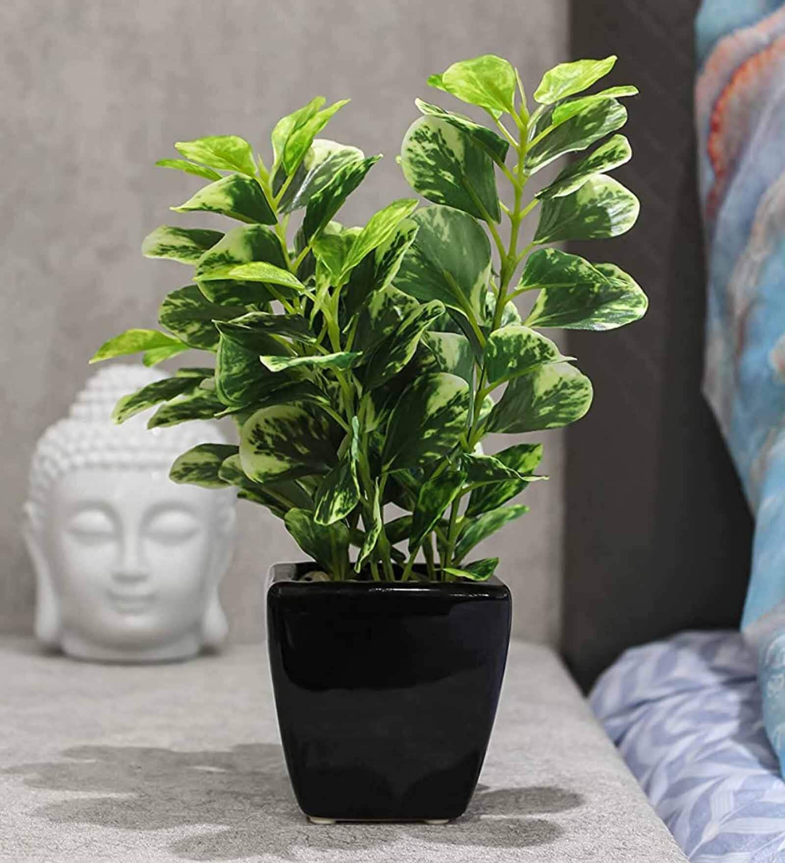 Pvc Green Coin Bonsai With Black Ceramic Pot Artificial Plants