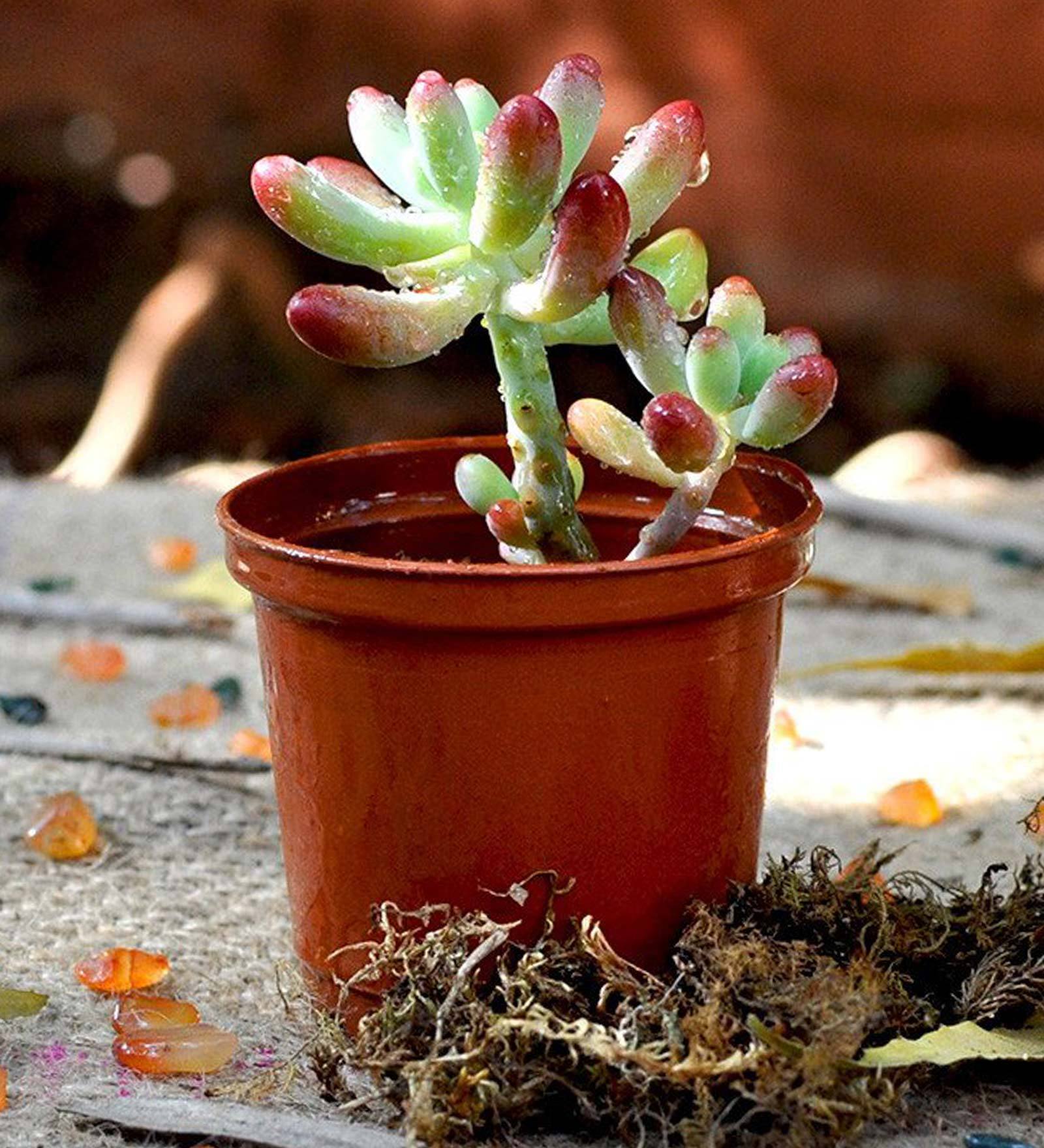 Green Sedum Pachyphyllum Jelly Beans Succulent Live Plant With Pot
