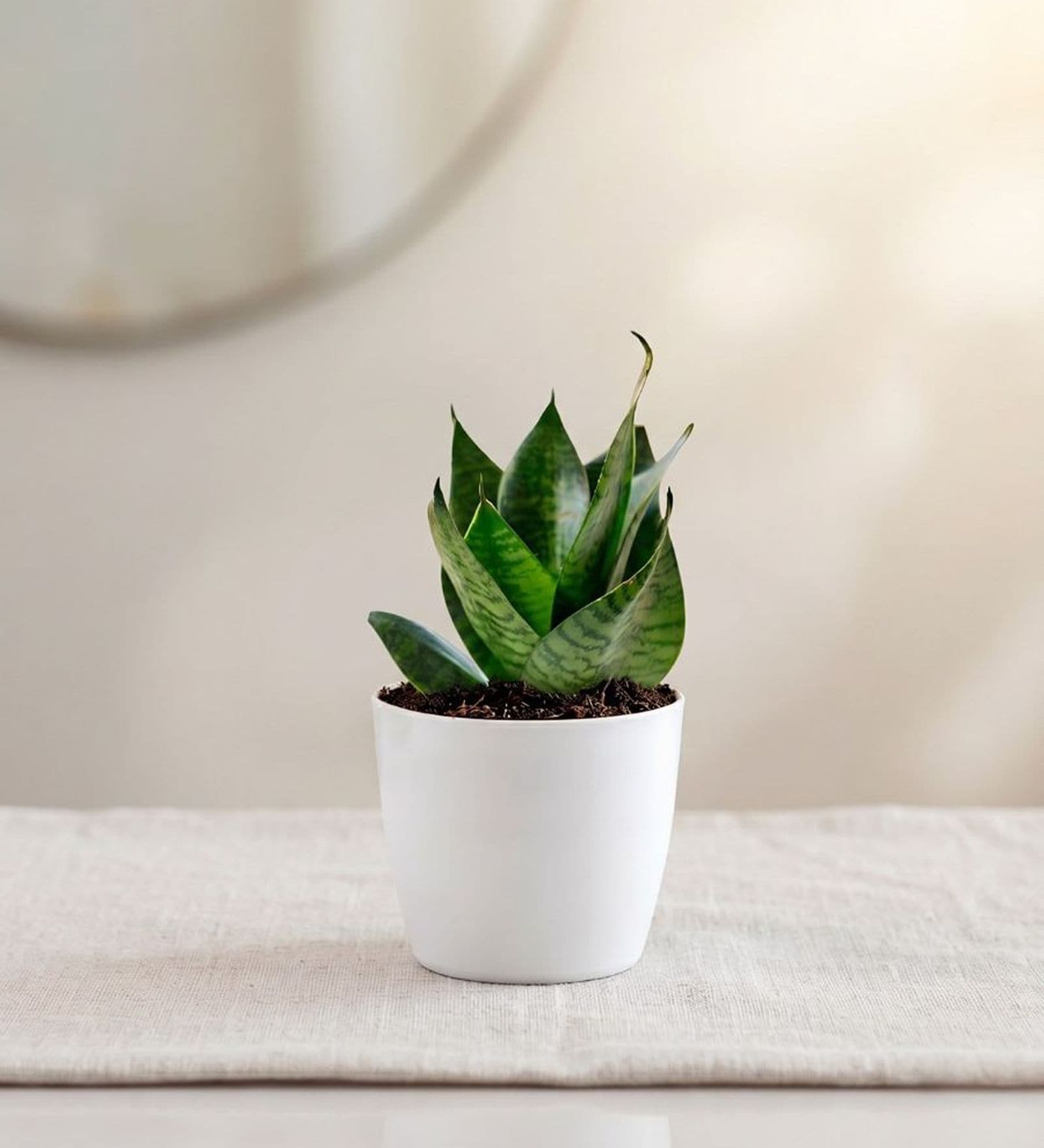 Green Snake Plant In White Pot