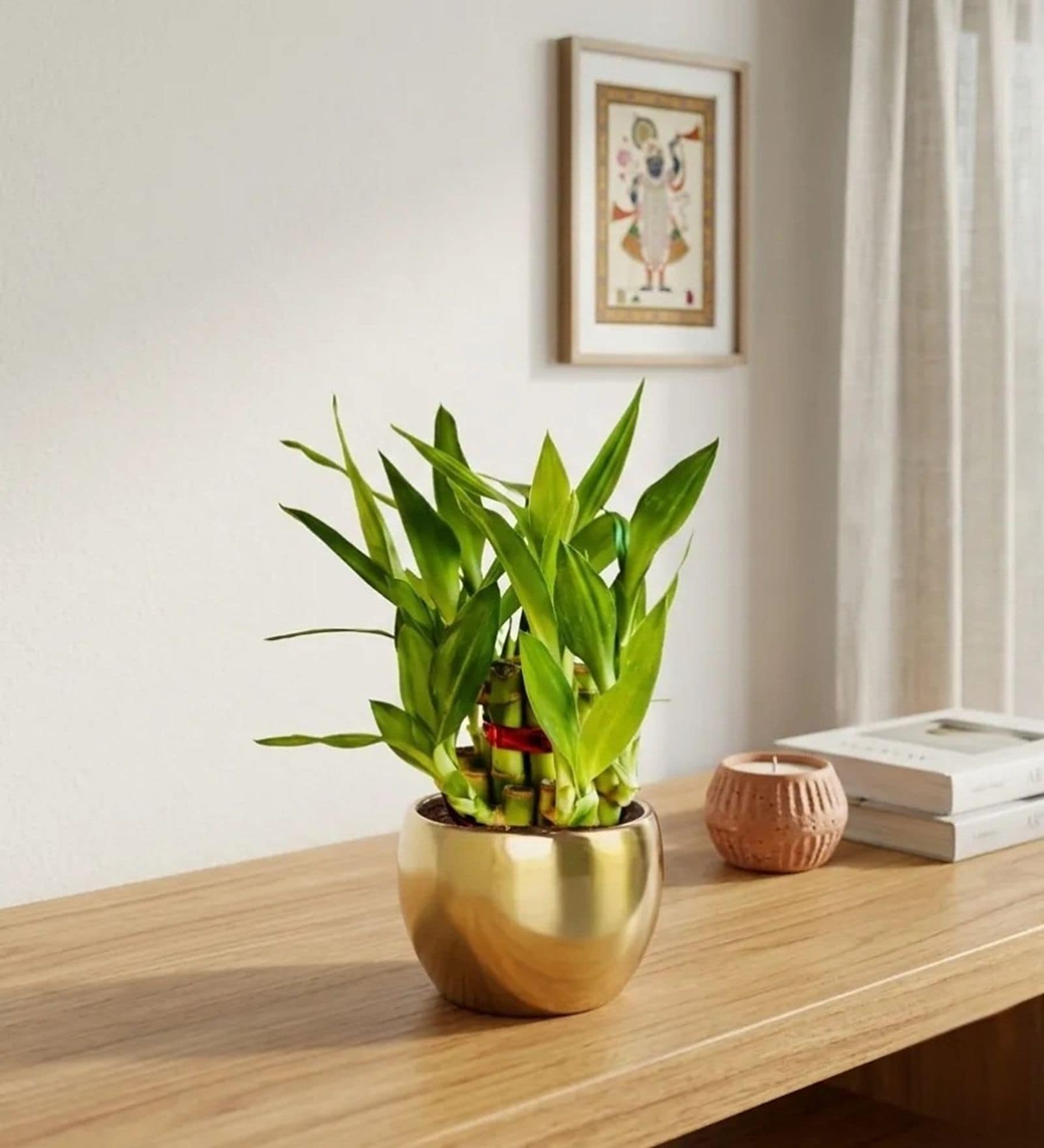 Greenkin 2-Layer Lucky Bamboo Plant with Metal Pot