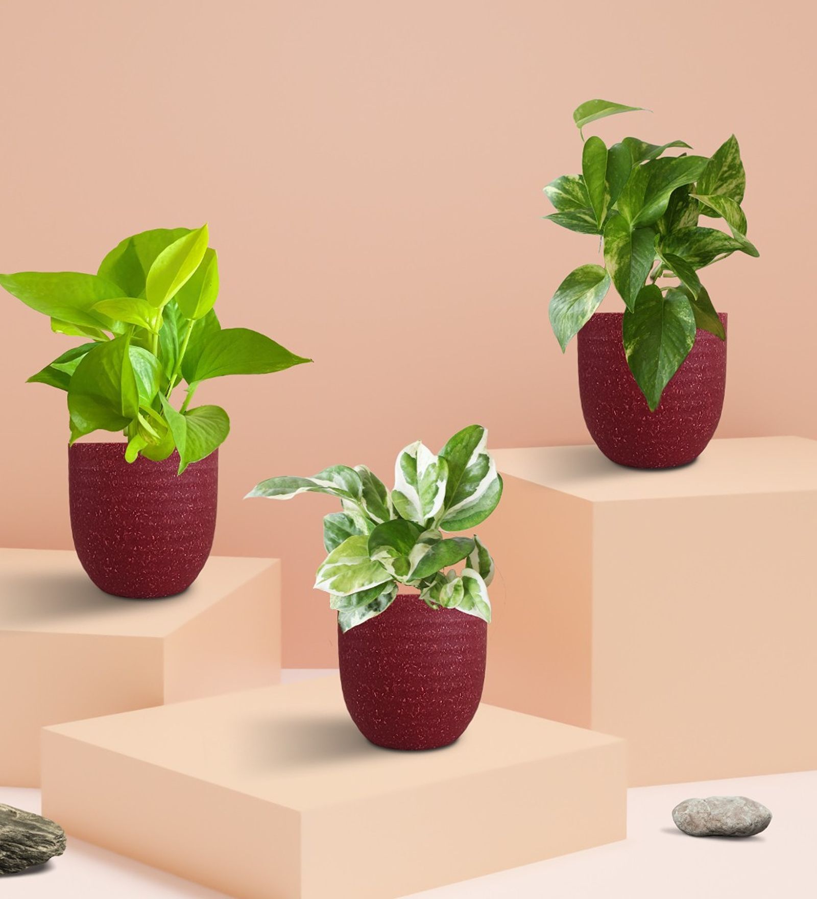 Greenkin 3 Money Plants Combo in inch Eco Pots