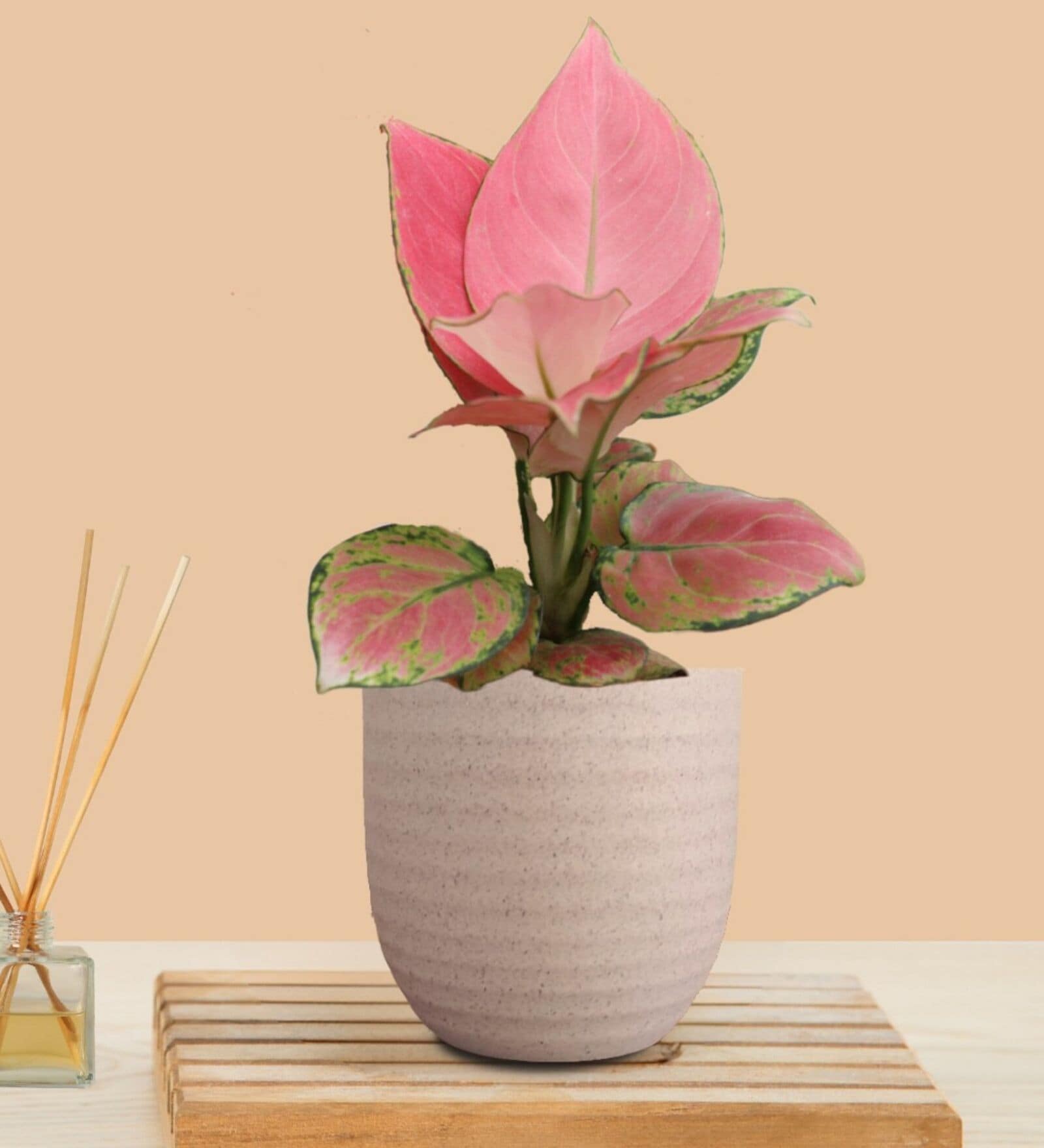 Greenkin Aglaonema Pink Live Plant in Cream Decor Pot