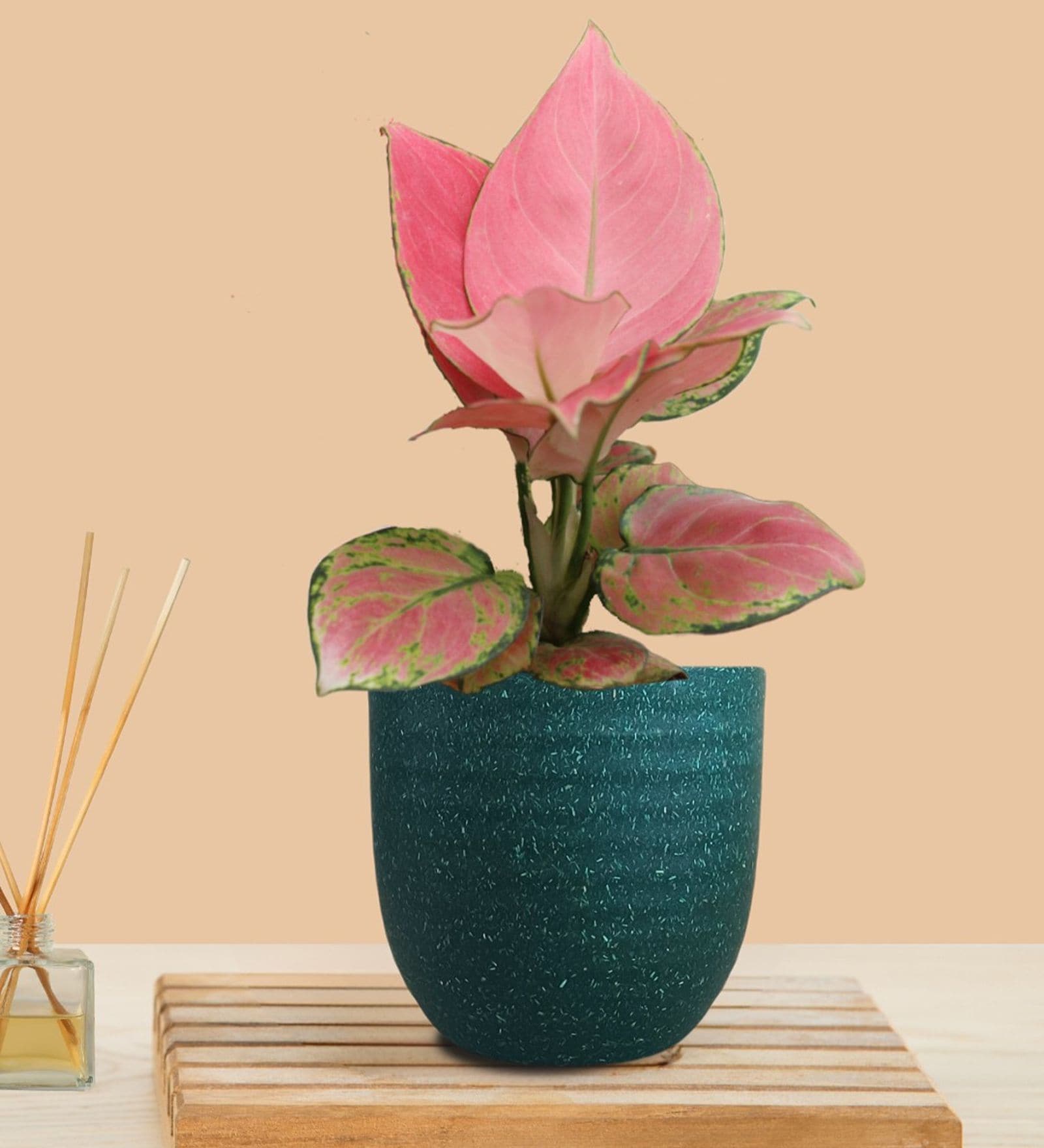 Greenkin Aglaonema Pink Live Plant in Green Decor Pot