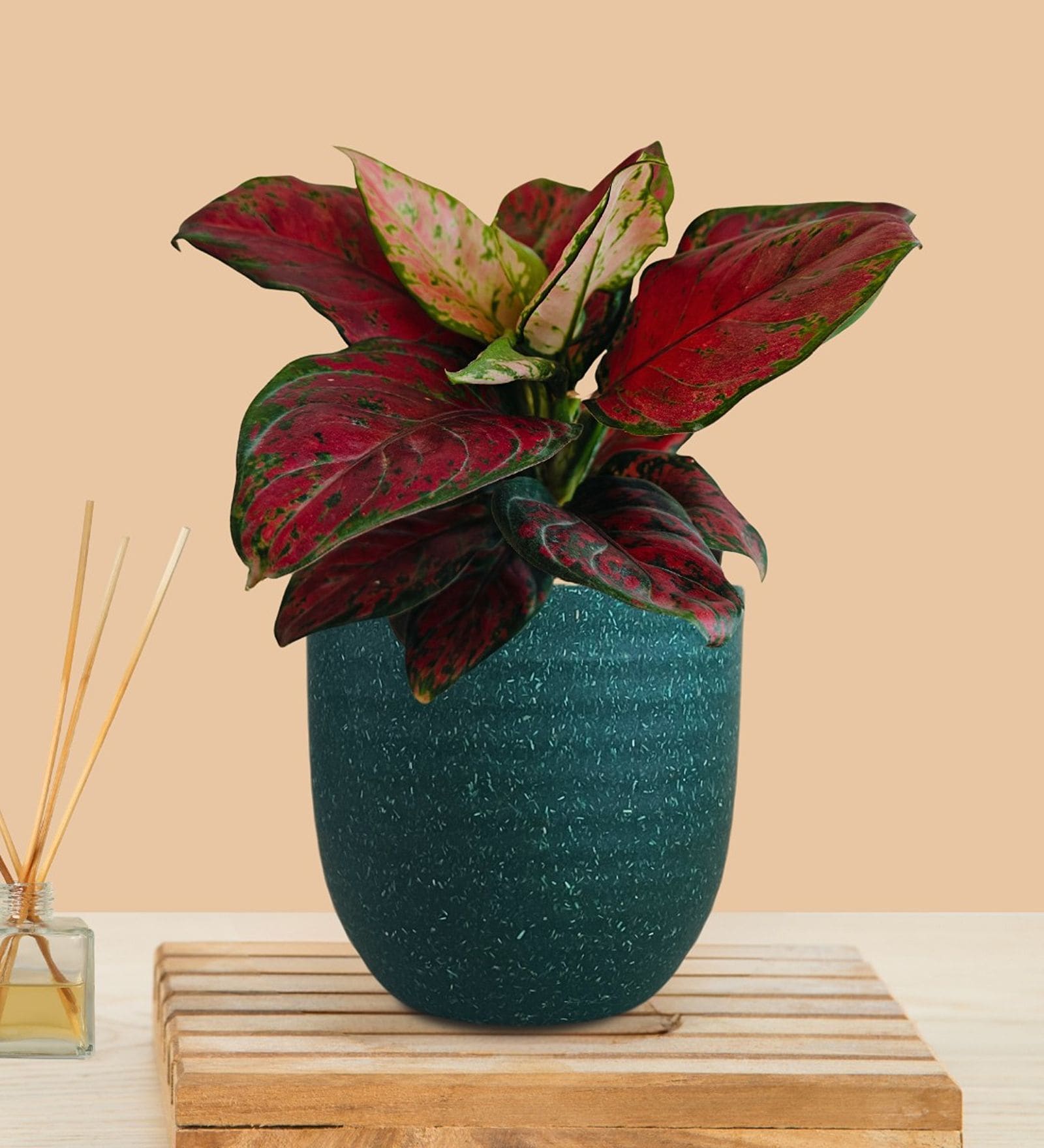 Greenkin Aglaonema Red Beauty Live Plant in Green Decor Pot