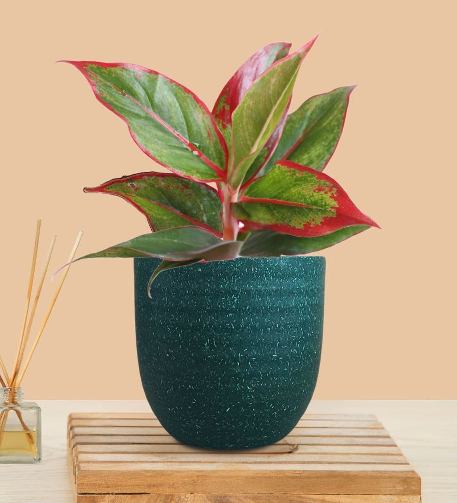 Greenkin Aglaonema Red Lipstick Live Plant in Green Decor Pot