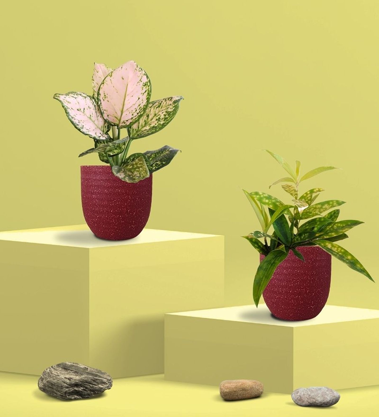 Greenkin Bamboo Dust Plant & Wishes Plant in Eco Pot