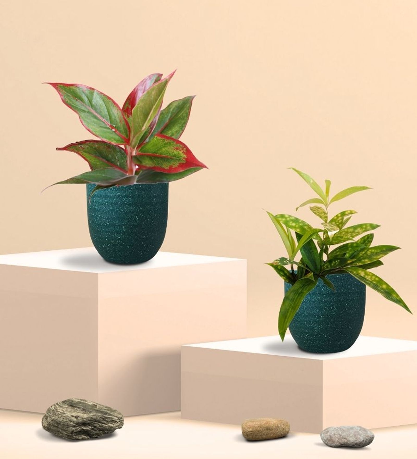 Greenkin Bamboo Gold Dust Plant & Red Plant in Eco Pot
