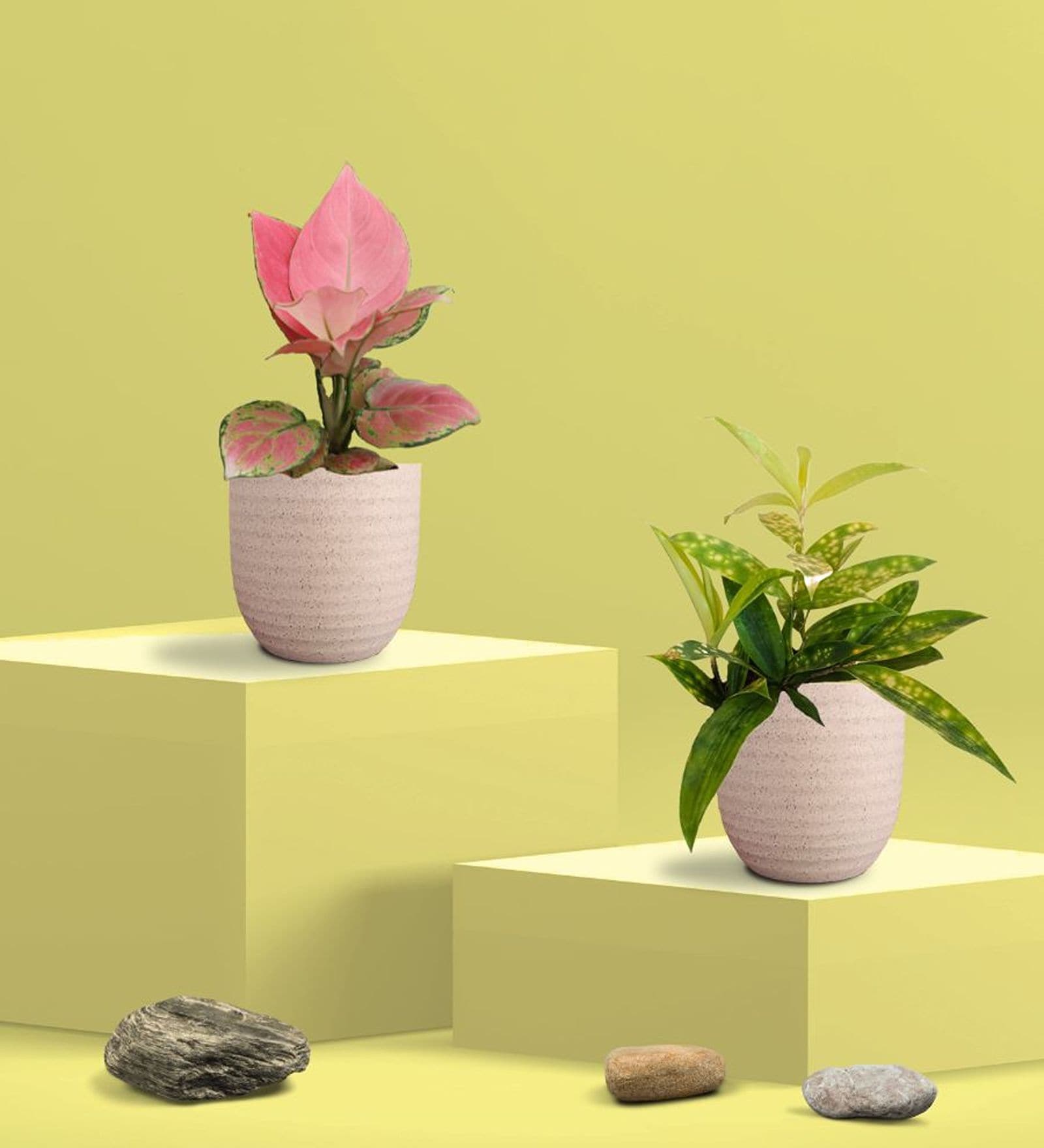 Greenkin Bamboo Gold Plant & Pink Plant in Eco Pot