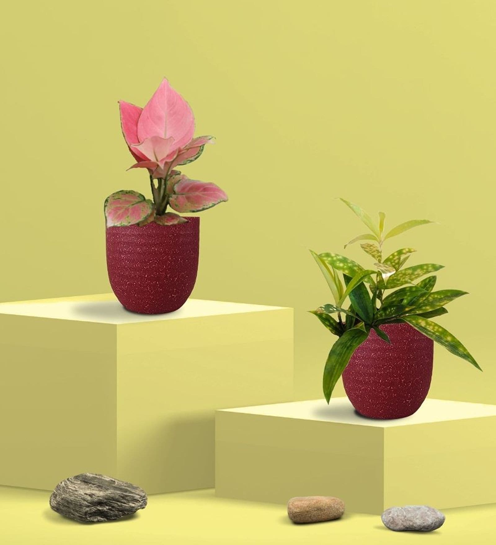 Greenkin Bamboo Gold Plant & Pink Plant in Eco Pot