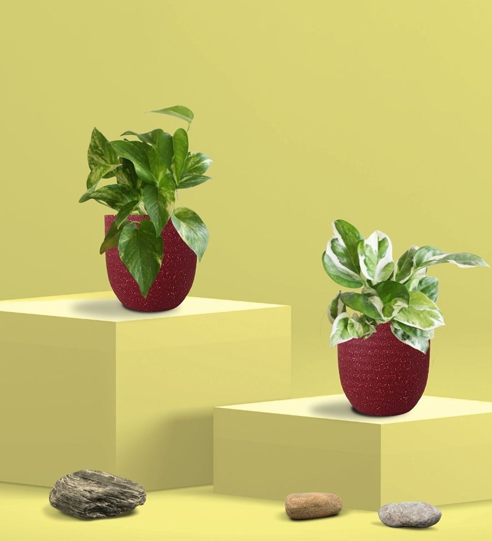 Greenkin Gold King & Njoy Money Plant in Eco pot