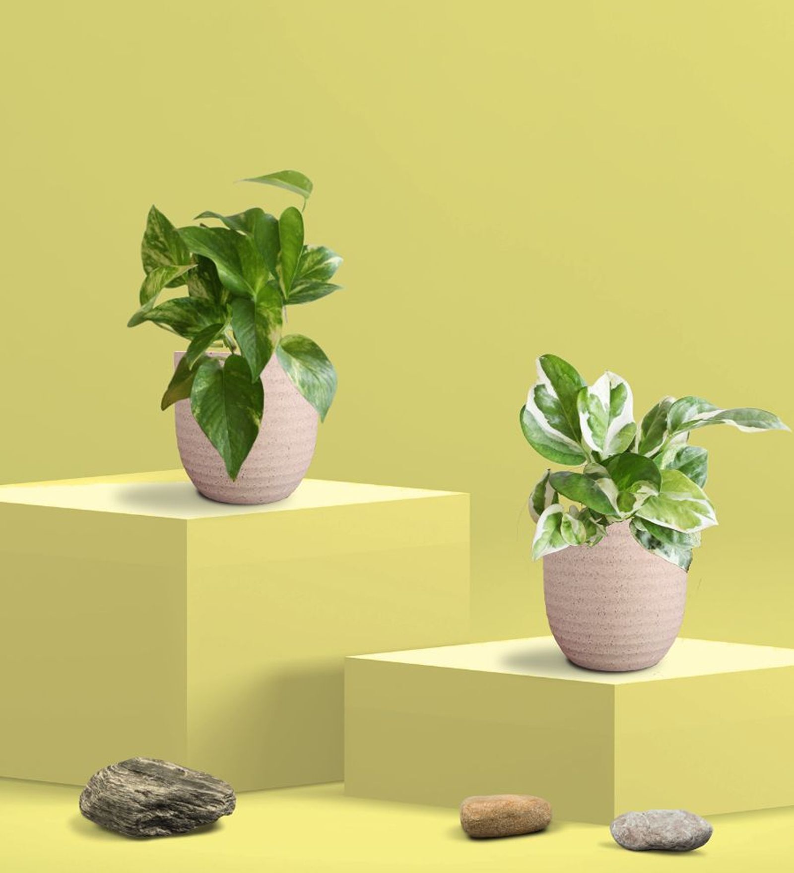 Greenkin Gold King & Njoy Money Plant in Eco pot