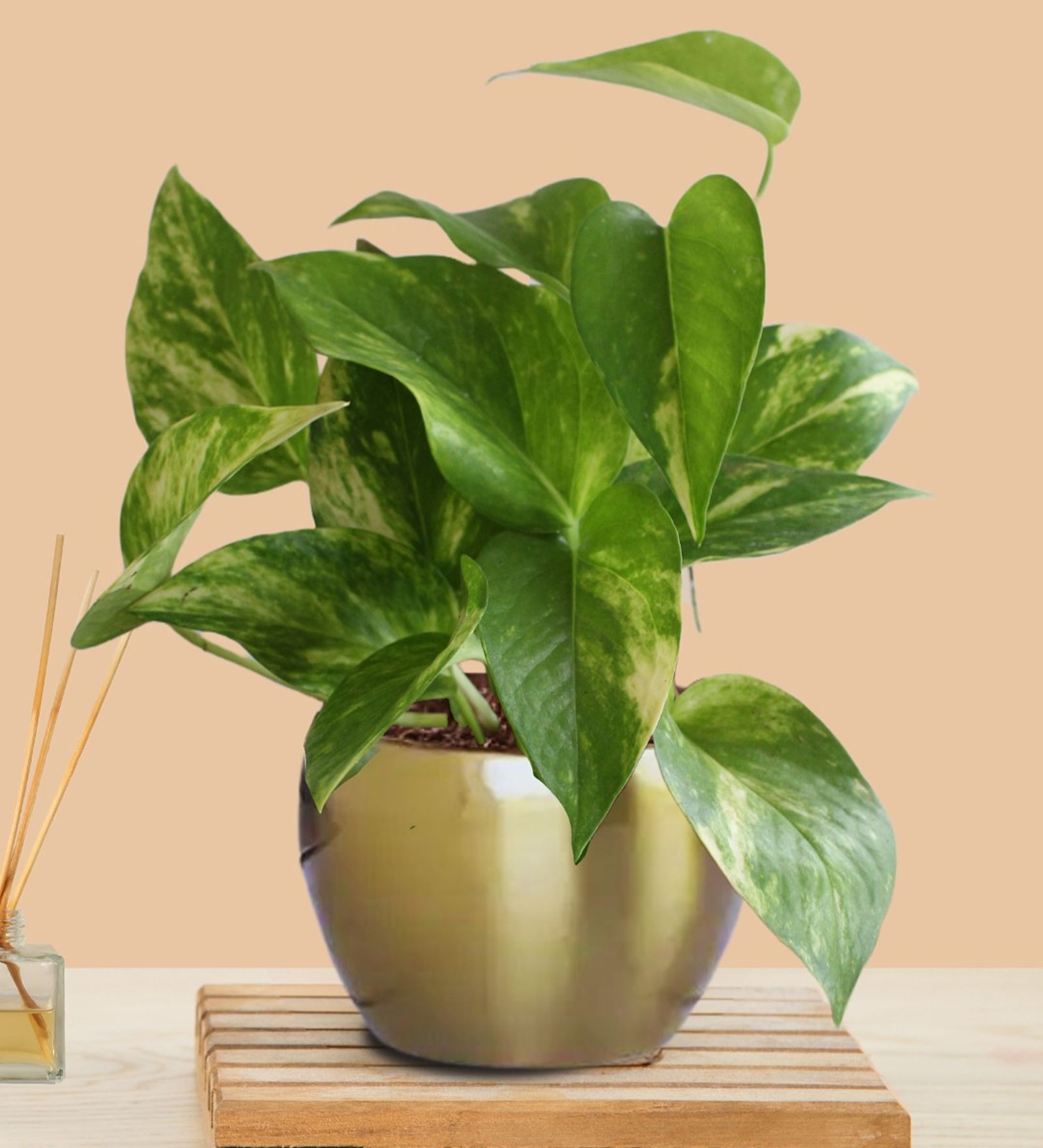 Greenkin Gold King Money Plant in Golden Metal Pot