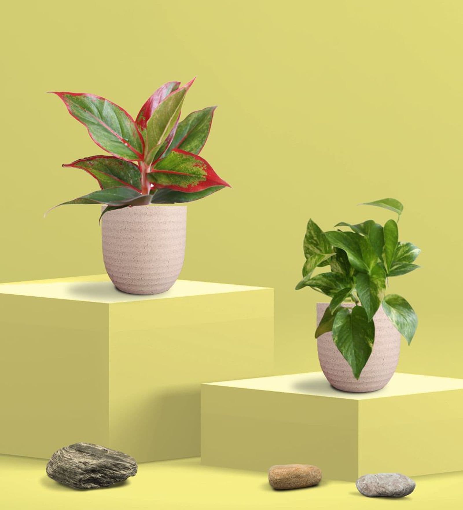 Greenkin Gold King Plant & Aglaonema Red Plant in Eco Pot