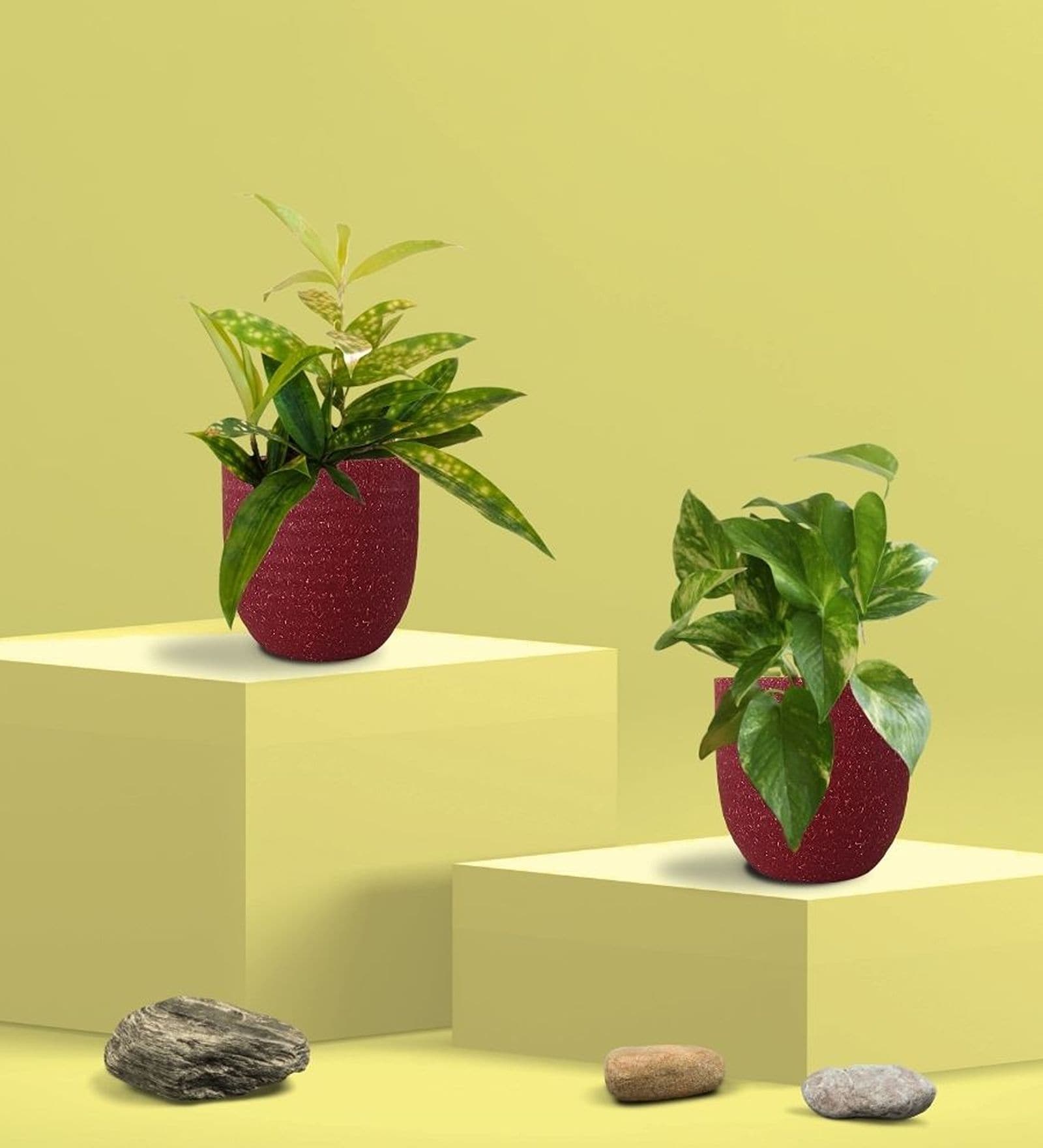 Greenkin Gold King Plant & Bamboo Dust Plant in Eco Pot