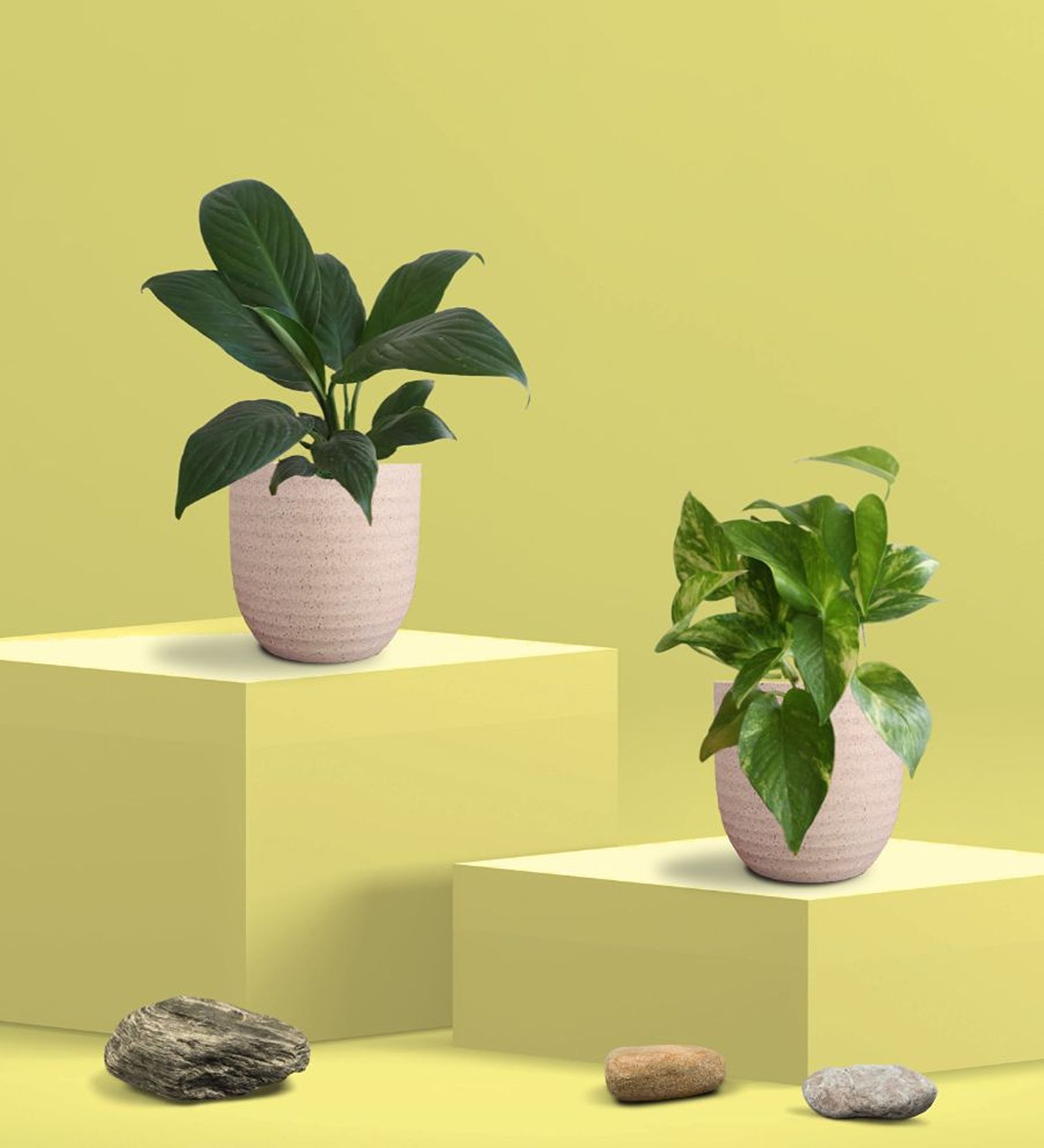 Greenkin Gold King Plant & Peace Lily Plant in Eco Pot