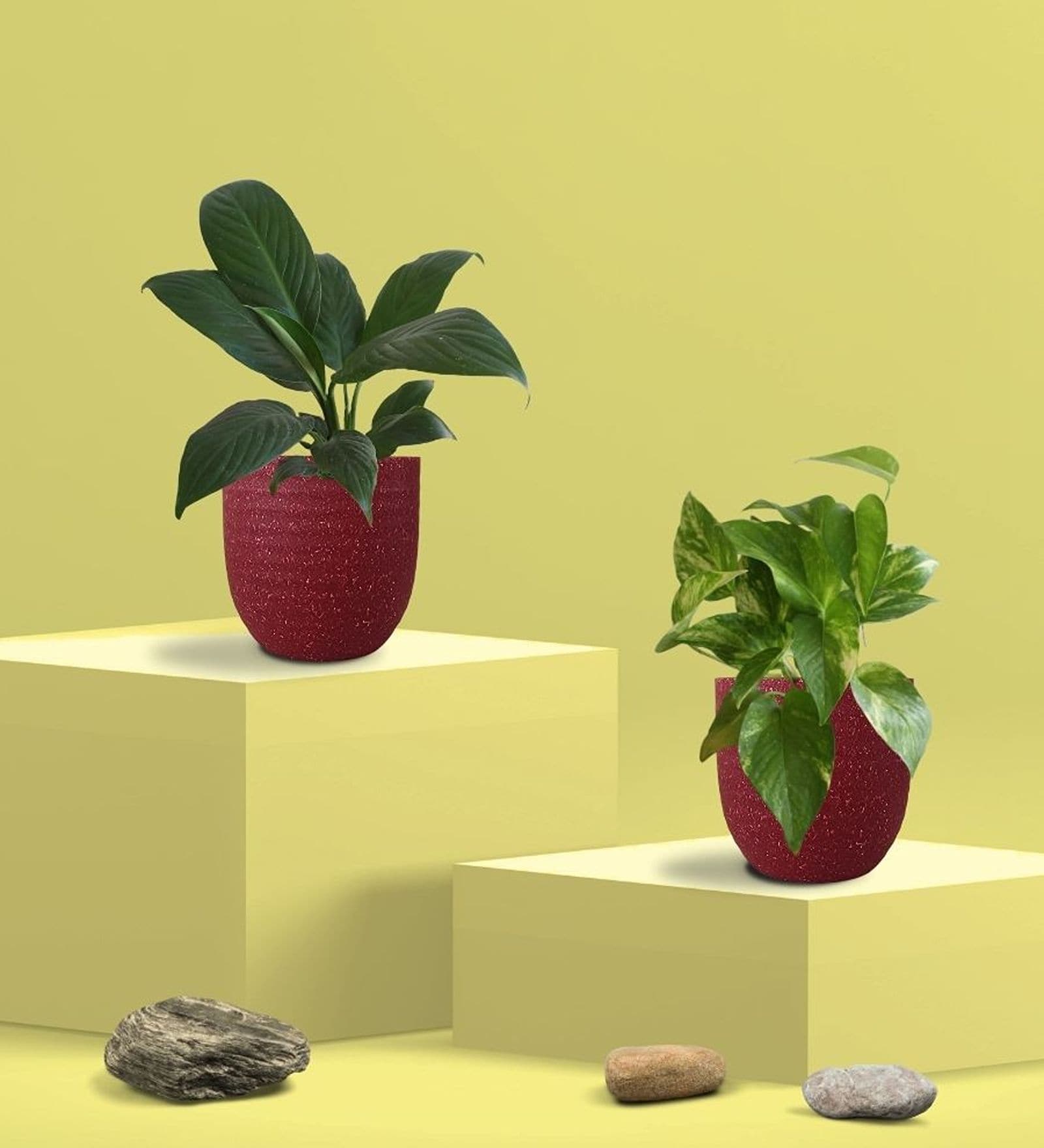 Greenkin Gold King Plant & Peace Lily Plant in Eco Pot