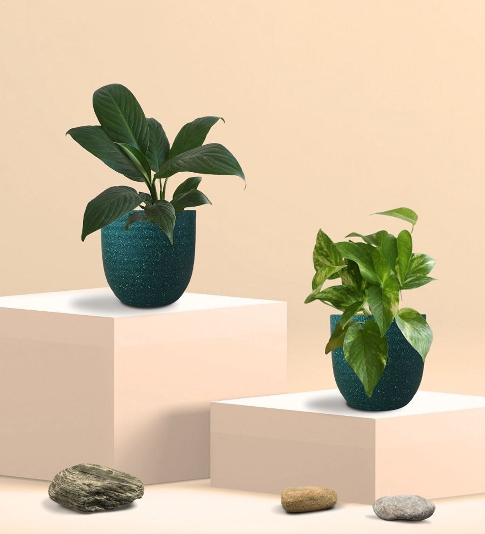 Greenkin Gold King Plant & Peace Lily Plant in Eco Pot