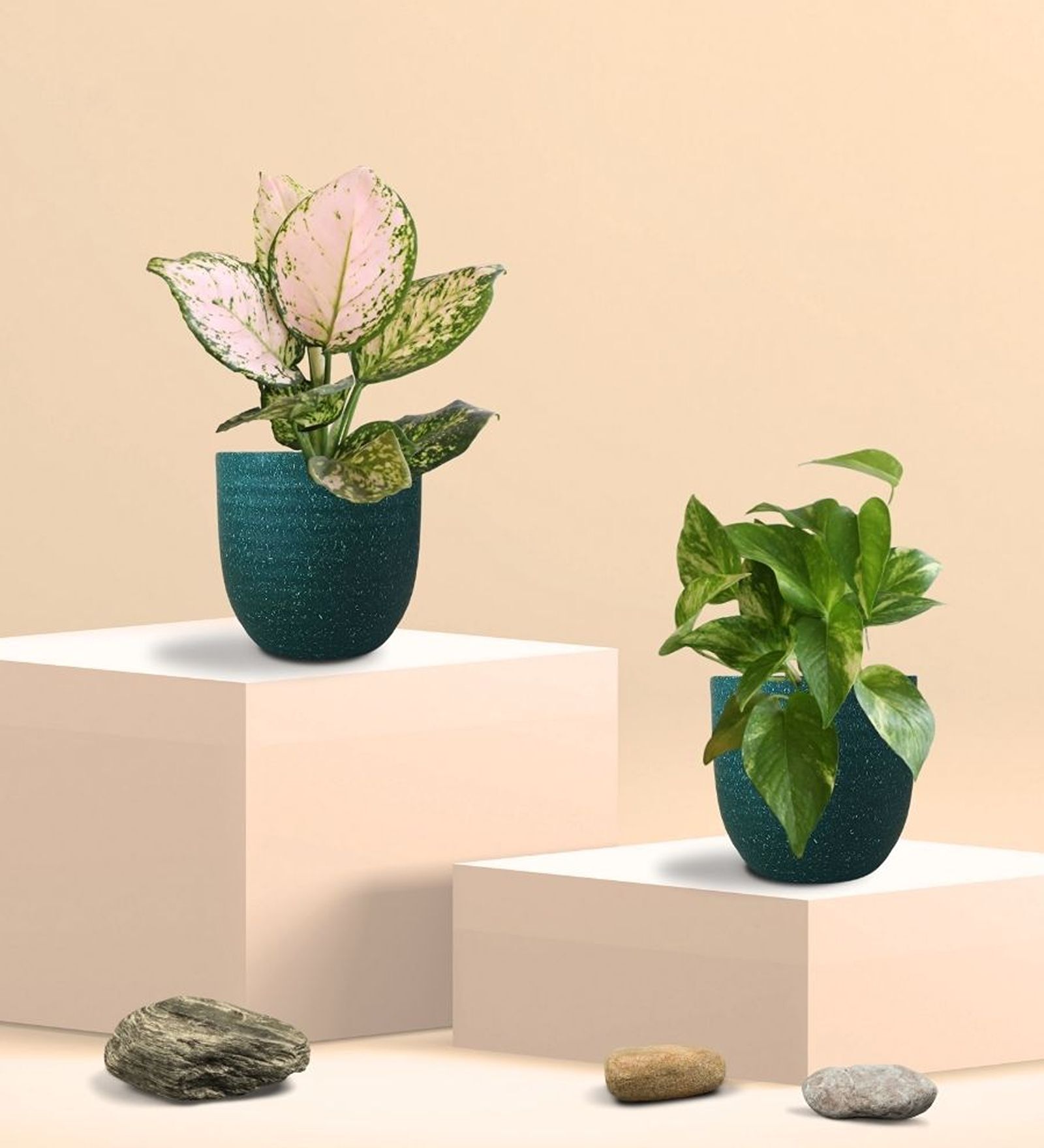 Greenkin Gold King Plant & Wishes Plant in Eco Pot