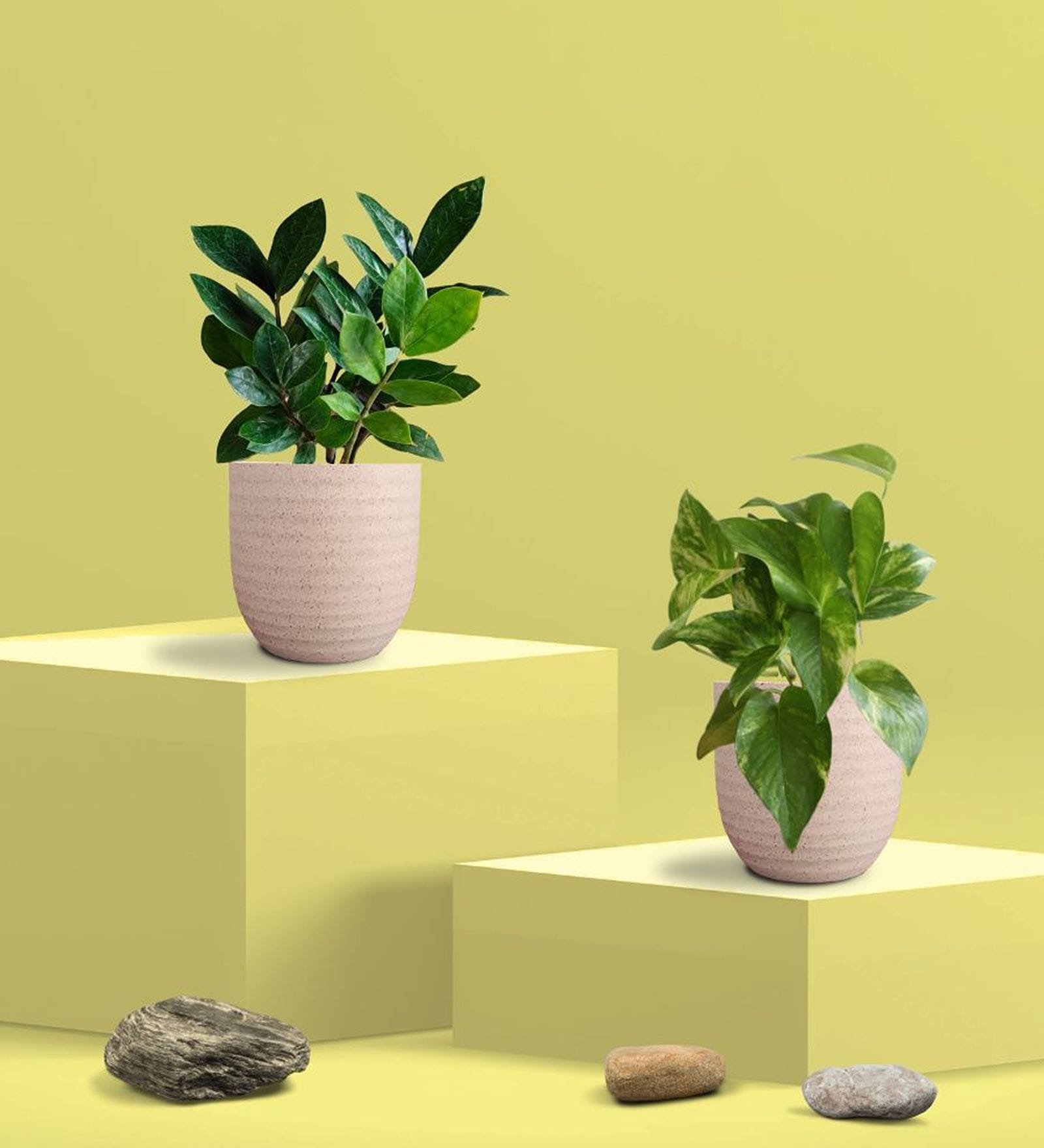 Greenkin Gold King Plant & ZZ Plant in Eco Pot