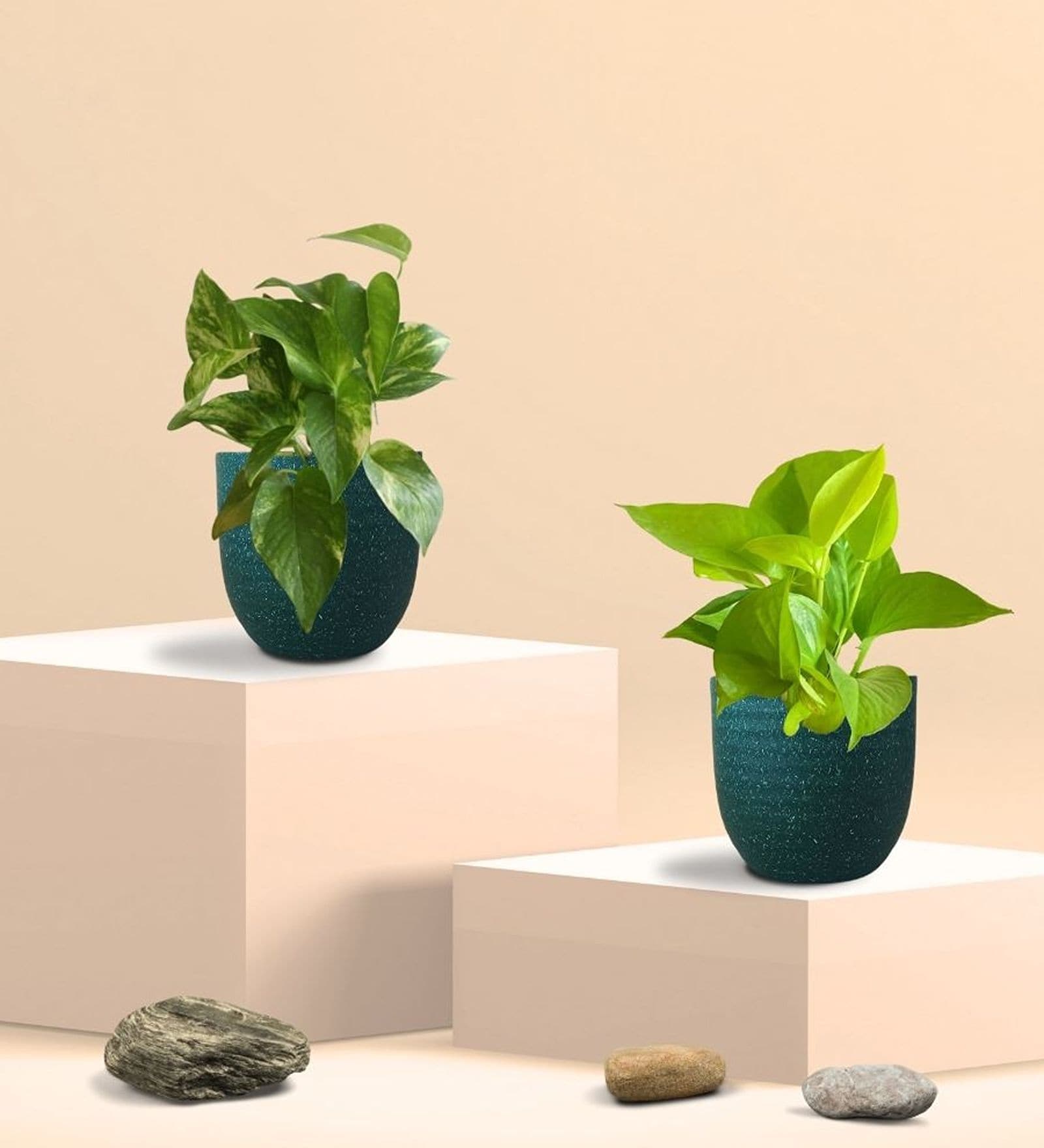 Greenkin Golden & Gold King Money Plant combo in Eco pot