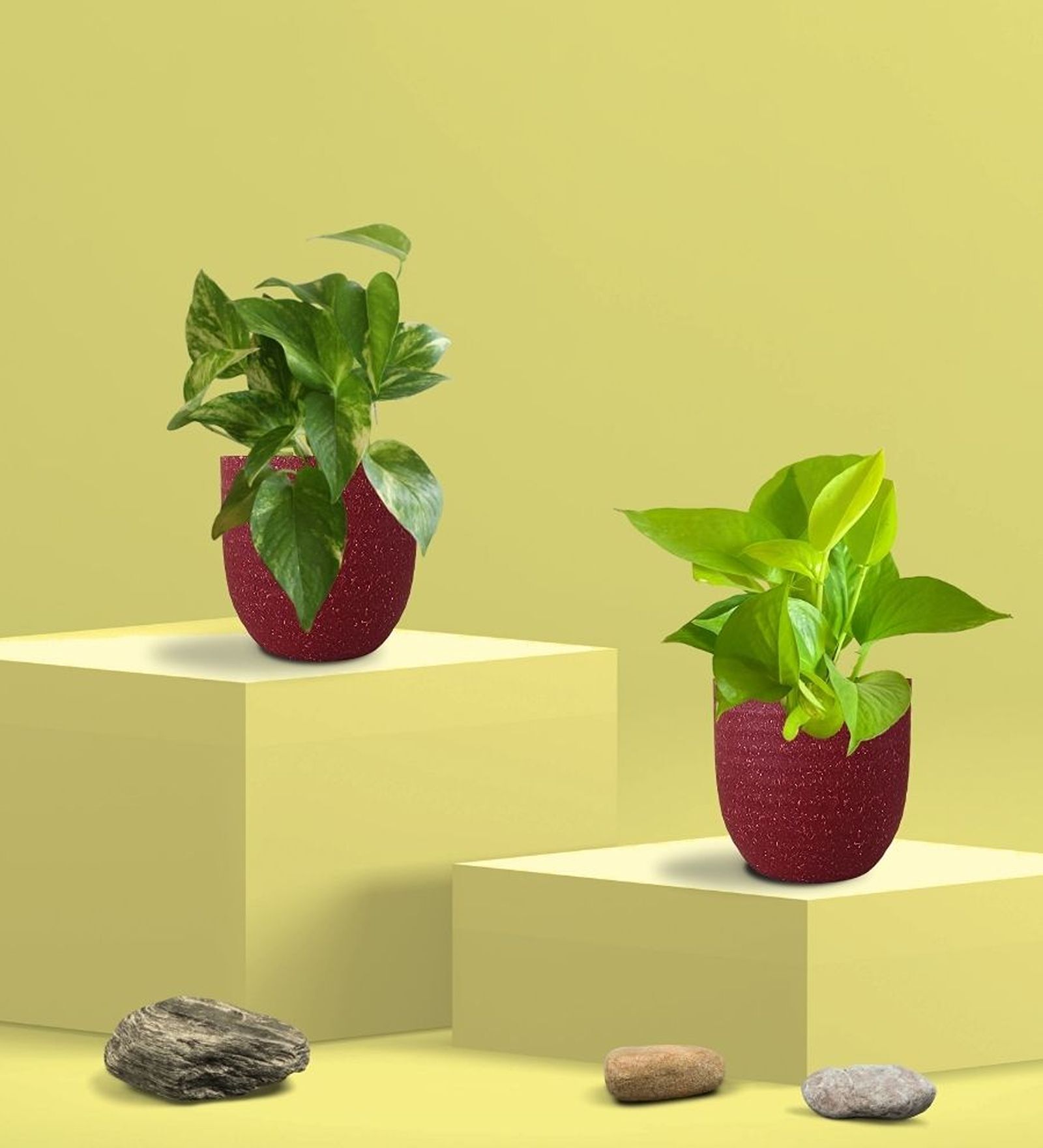 Greenkin Golden & Gold King Money Plant combo in Eco pot